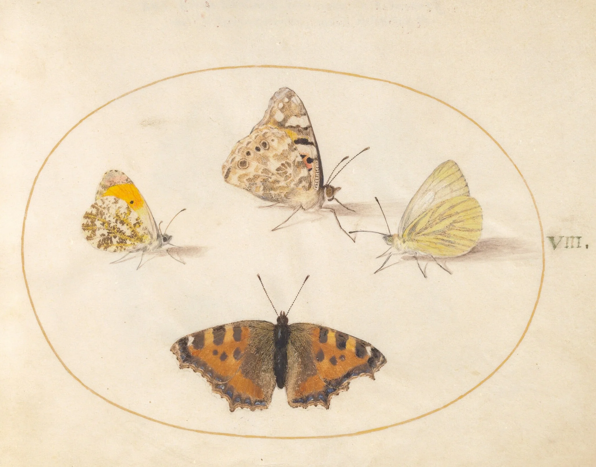 Plate 8: Orange Tip, Painted Lady, Southern Small White, and Small Tortoiseshell Butterflies, by Joris Hoefnagel, gouache, 1594