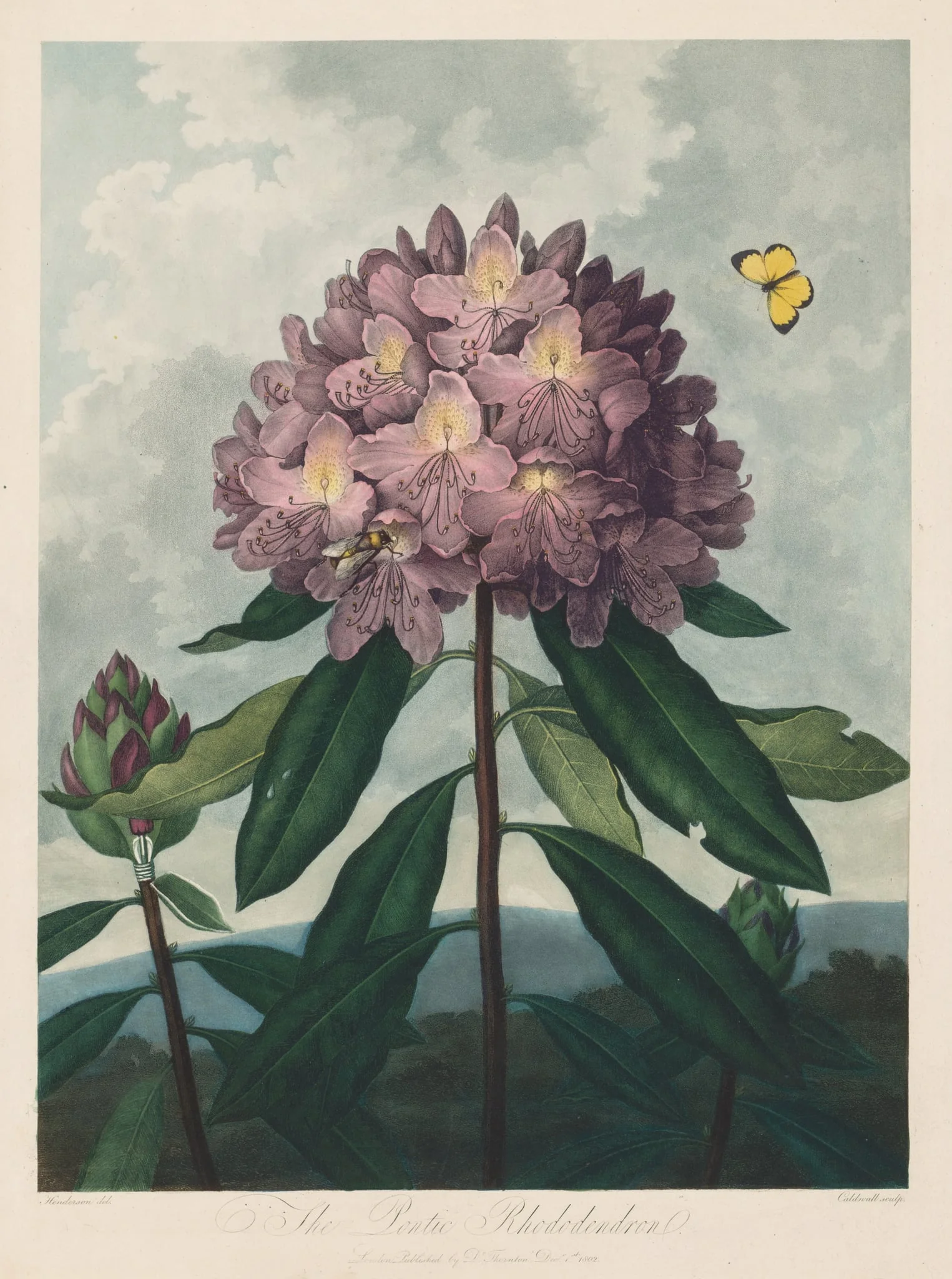 The Temple of Flora, or Garden of Nature:  The Pontic Rhododendron, by Robert John Thornton, 1803