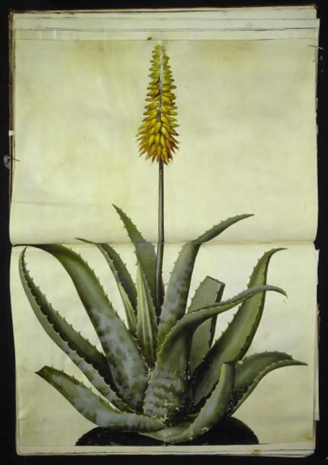Aloe vera (læge-aloe), by Unknown, unspecified, 1654