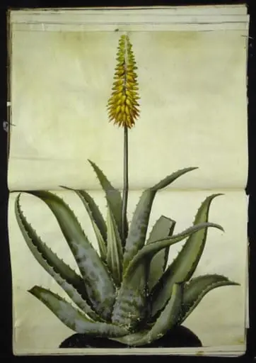 Aloe vera (læge-aloe)