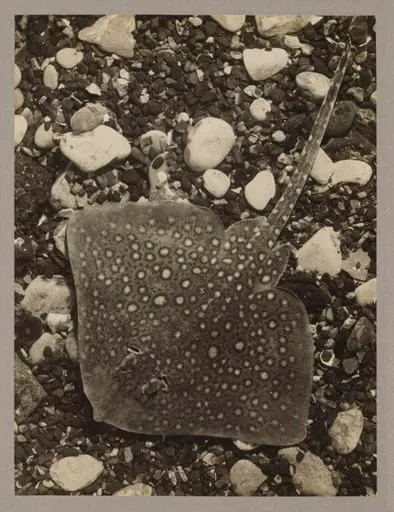 Thornback Ray