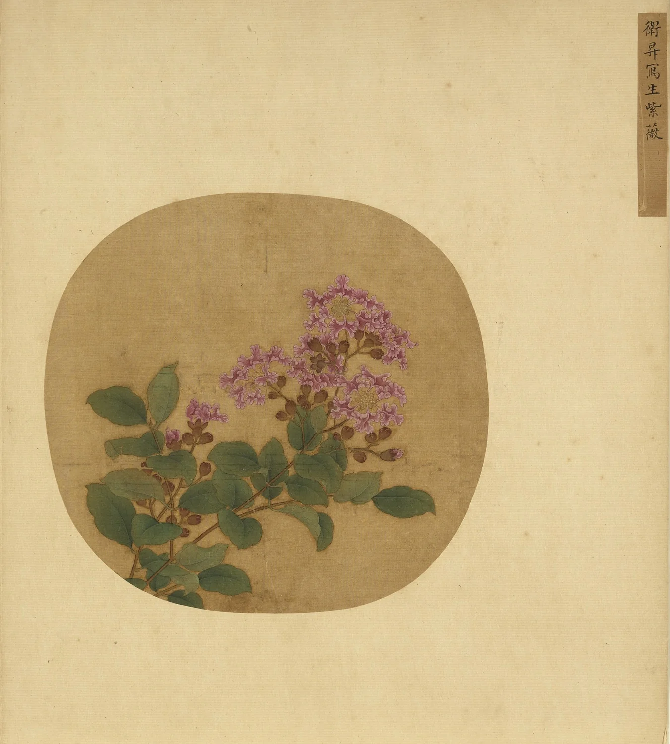 Crape Myrtle Sketched from Life