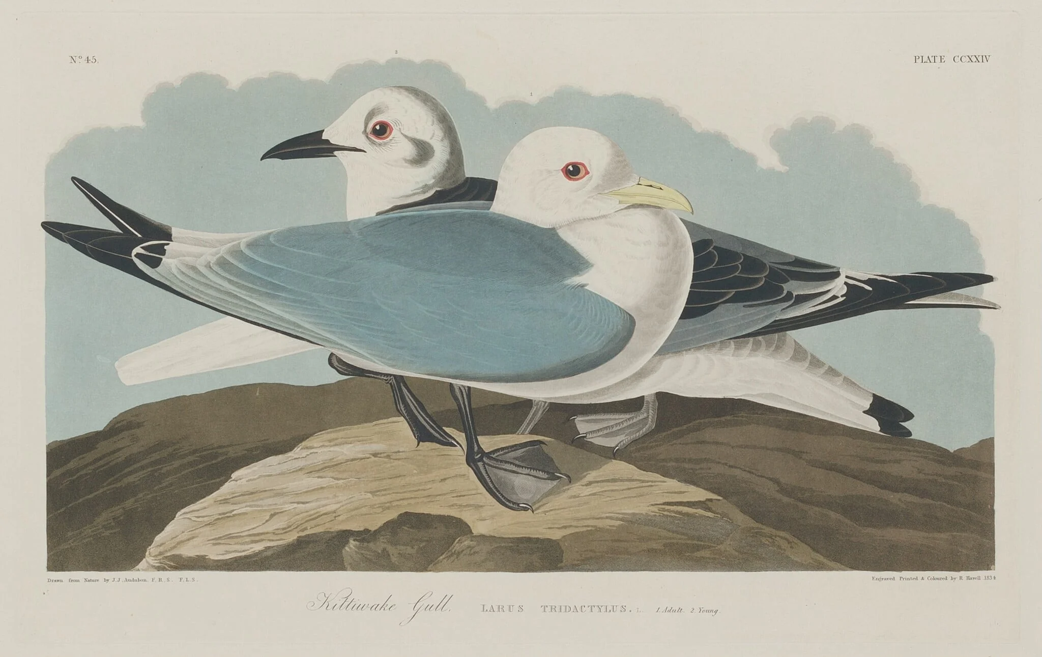 Kittiwake Gull, by Robert Havell Jr., ink, 1834
