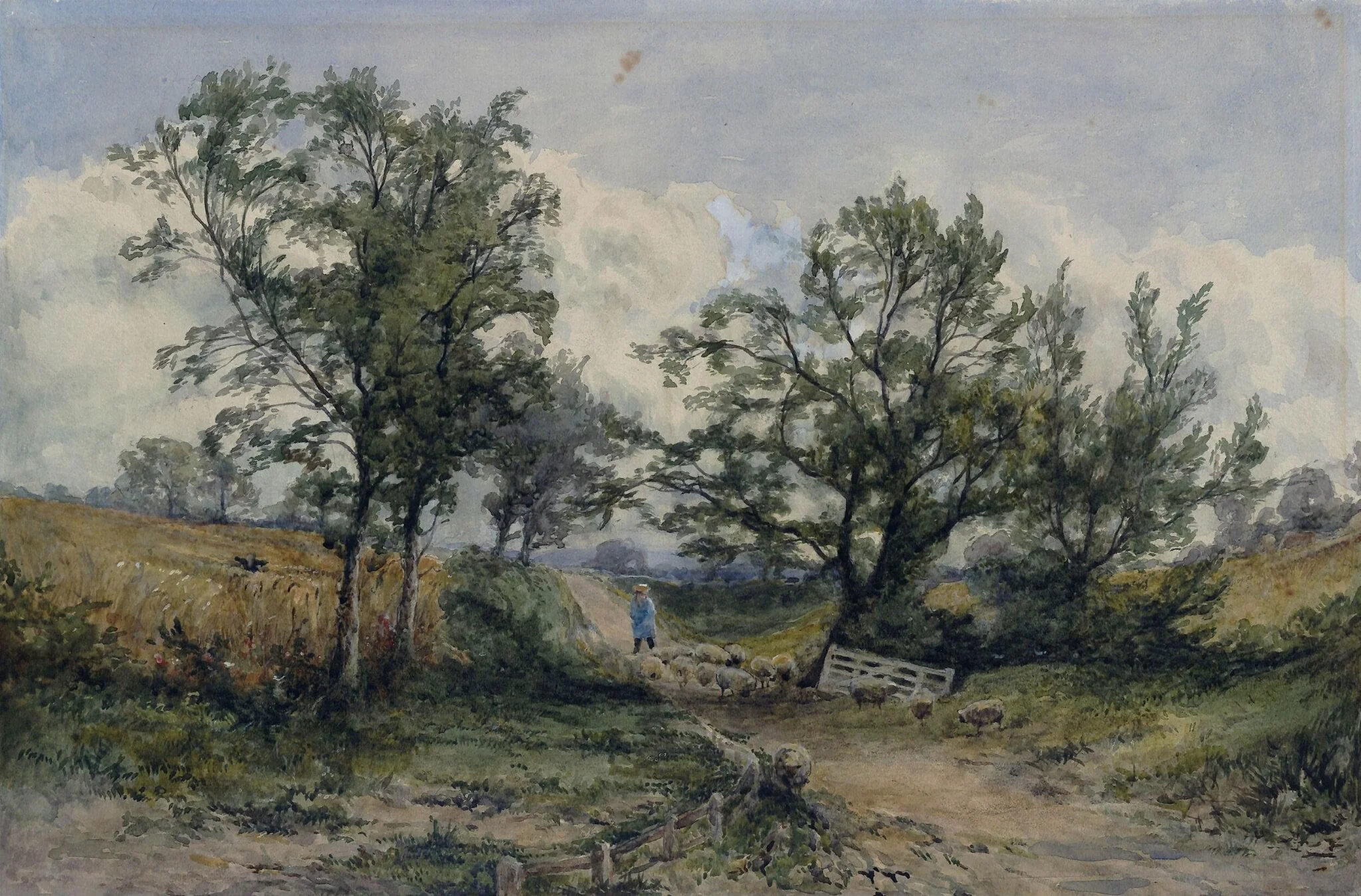 Landscape with sheep and cornfield