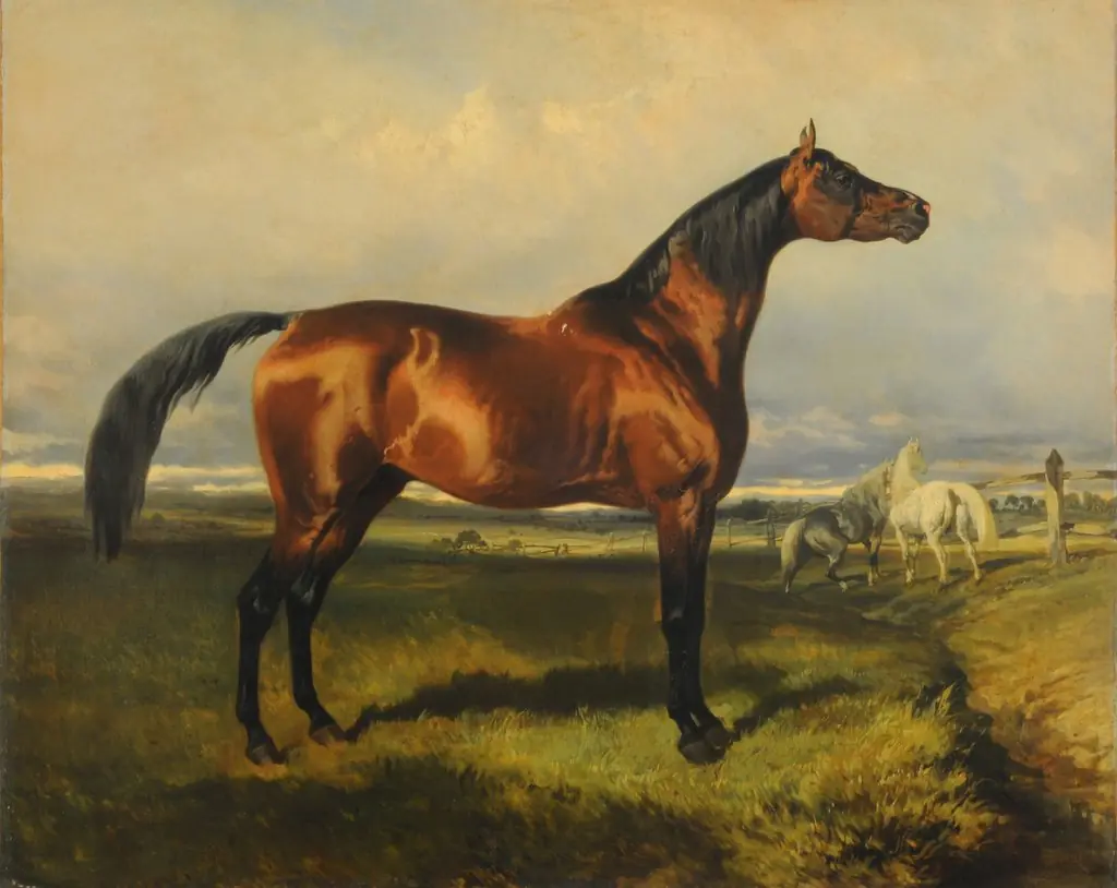 Horses in freedom