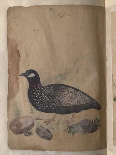 Depictions of Common (or grey) quail and a Black partridge of Northern India