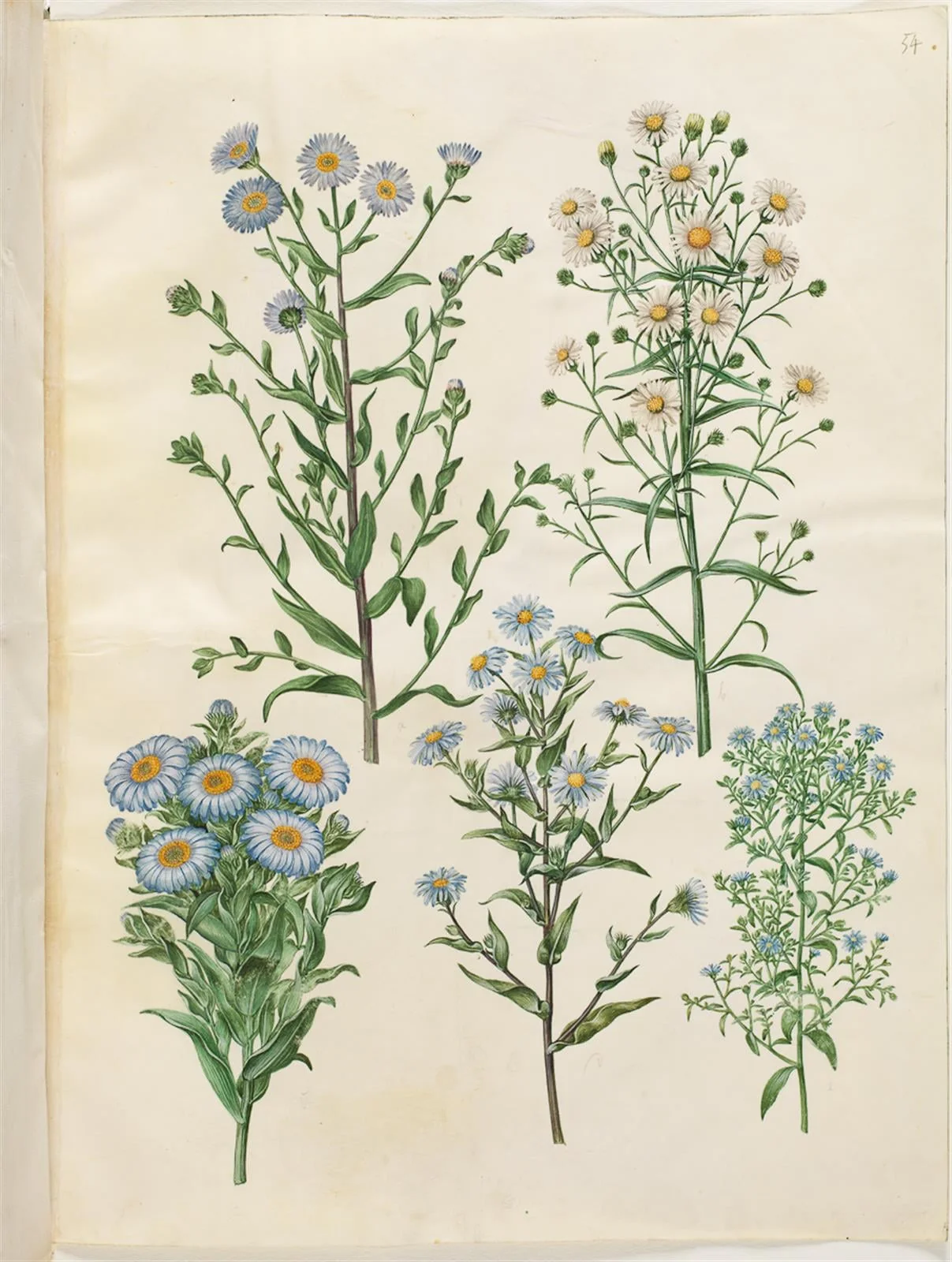 Aster amellus (virgil-asters); Symphyotrichum novi-belgii (nybelgisk asters); Symphyotrichum novae-angliae (nyengelsk asters); Symphyotrichum dumosum (pude-asters); Symphyotrichum ericoides (lyng-asters), by Unknown, unspecified, 1654