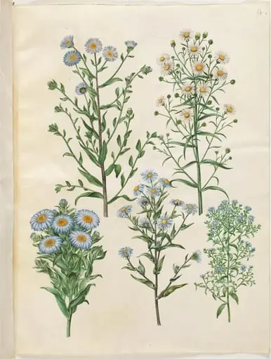 Aster amellus (virgil-asters); Symphyotrichum novi-belgii (nybelgisk asters); Symphyotrichum novae-angliae (nyengelsk asters); Symphyotrichum dumosum (pude-asters); Symphyotrichum ericoides (lyng-asters)