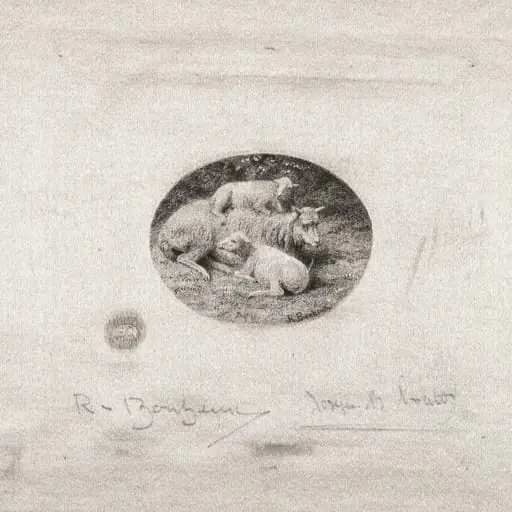 Sheep and Lambs