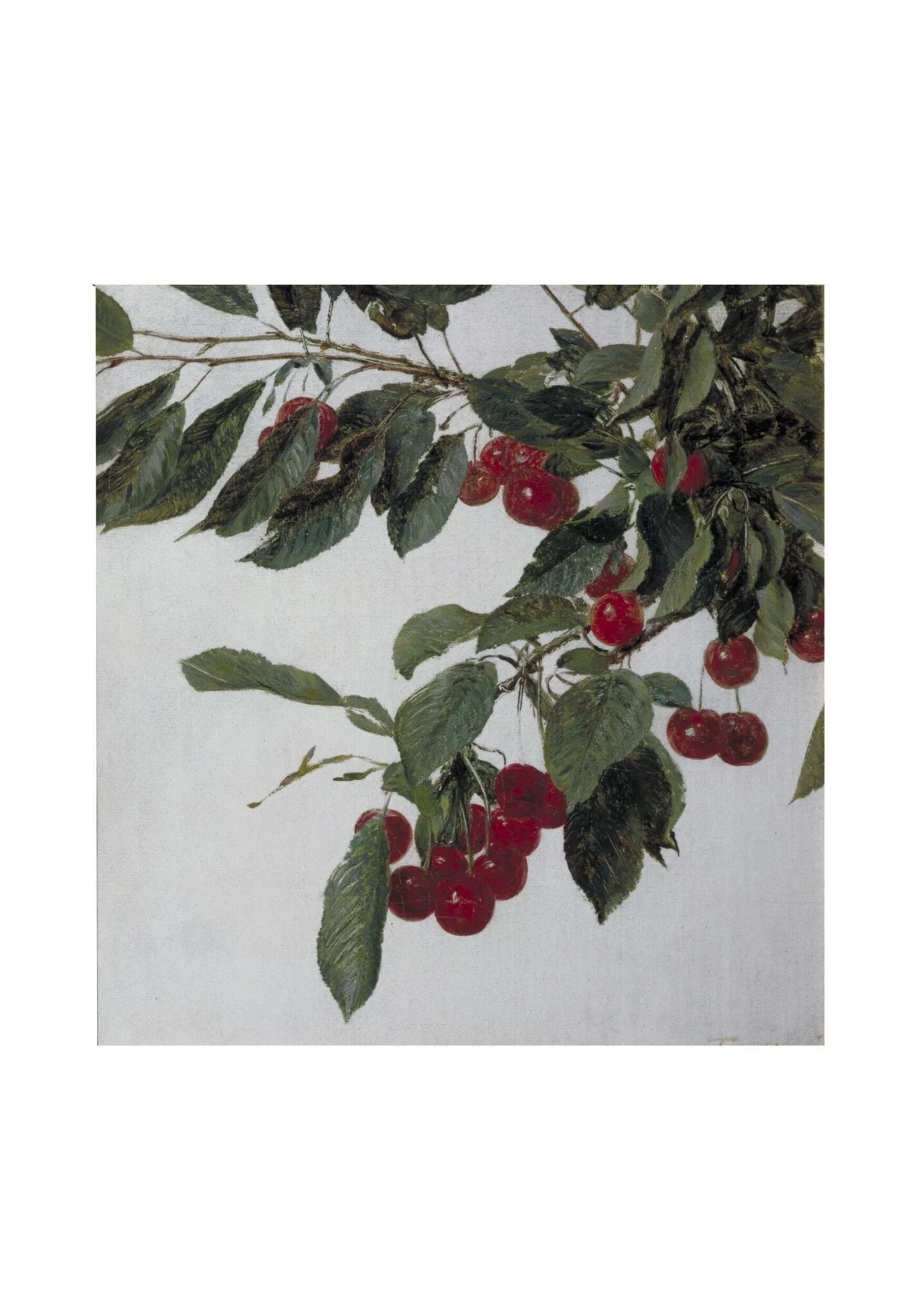 Cherries