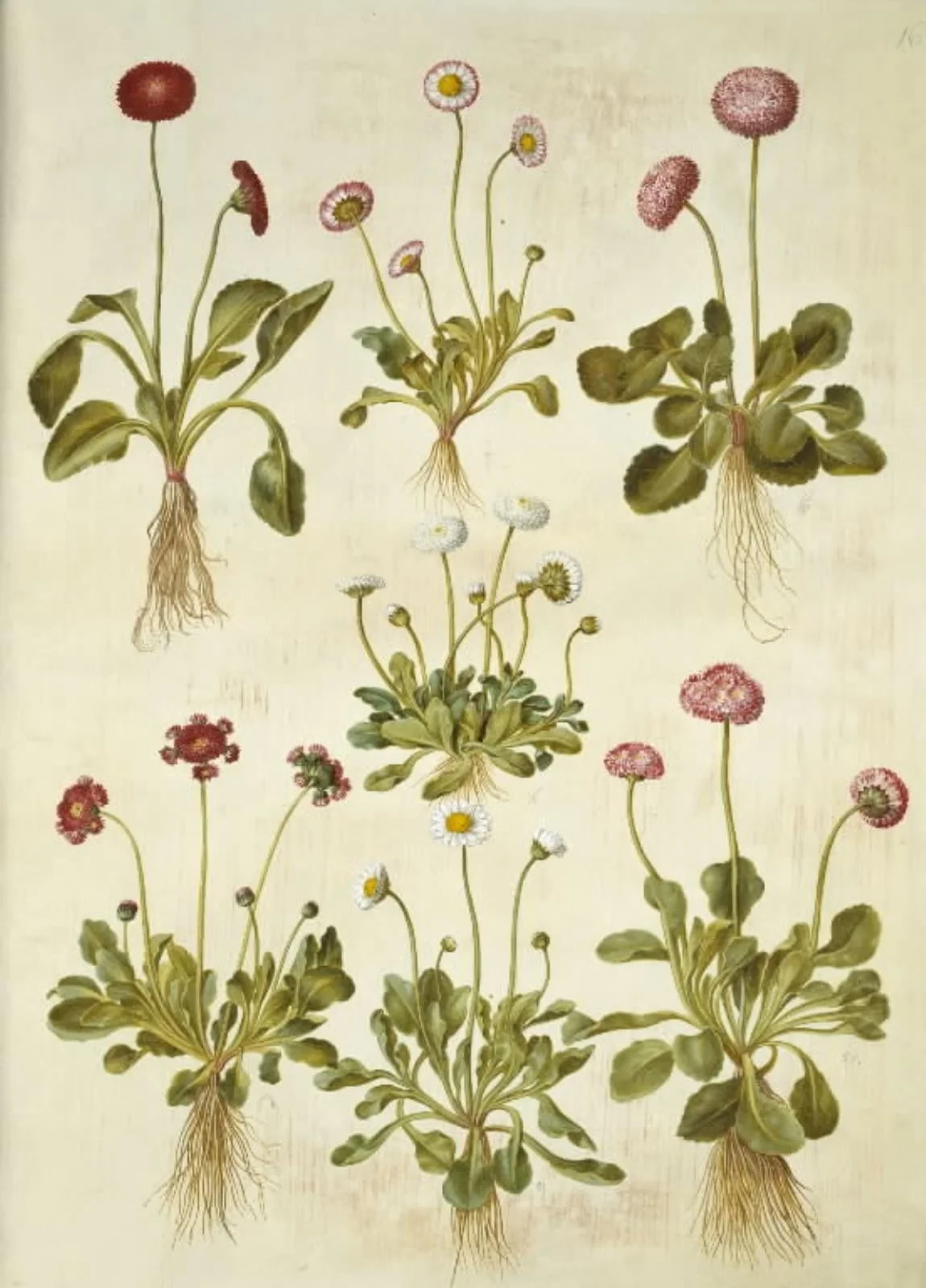 Bellis perennis (almindelig tusindfryd), by Unknown, unspecified, 1654