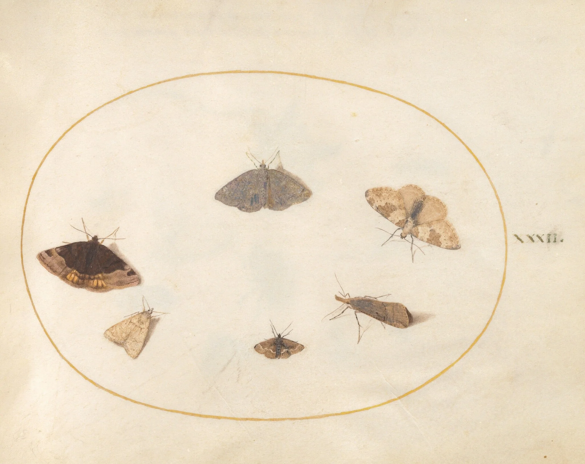 Plate 32: Six Moths, by Joris Hoefnagel, gouache, 1594