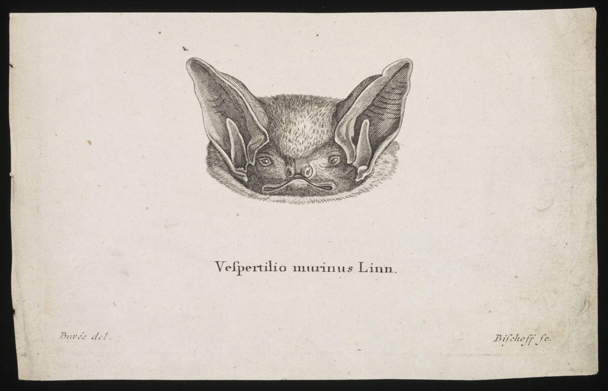 Vespertilio murinus Linn, by Bischoff, 1775