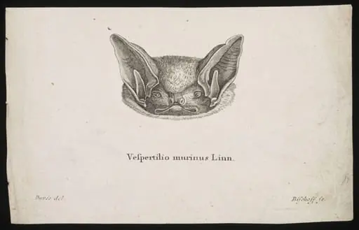 Vespertilio murinus Linn