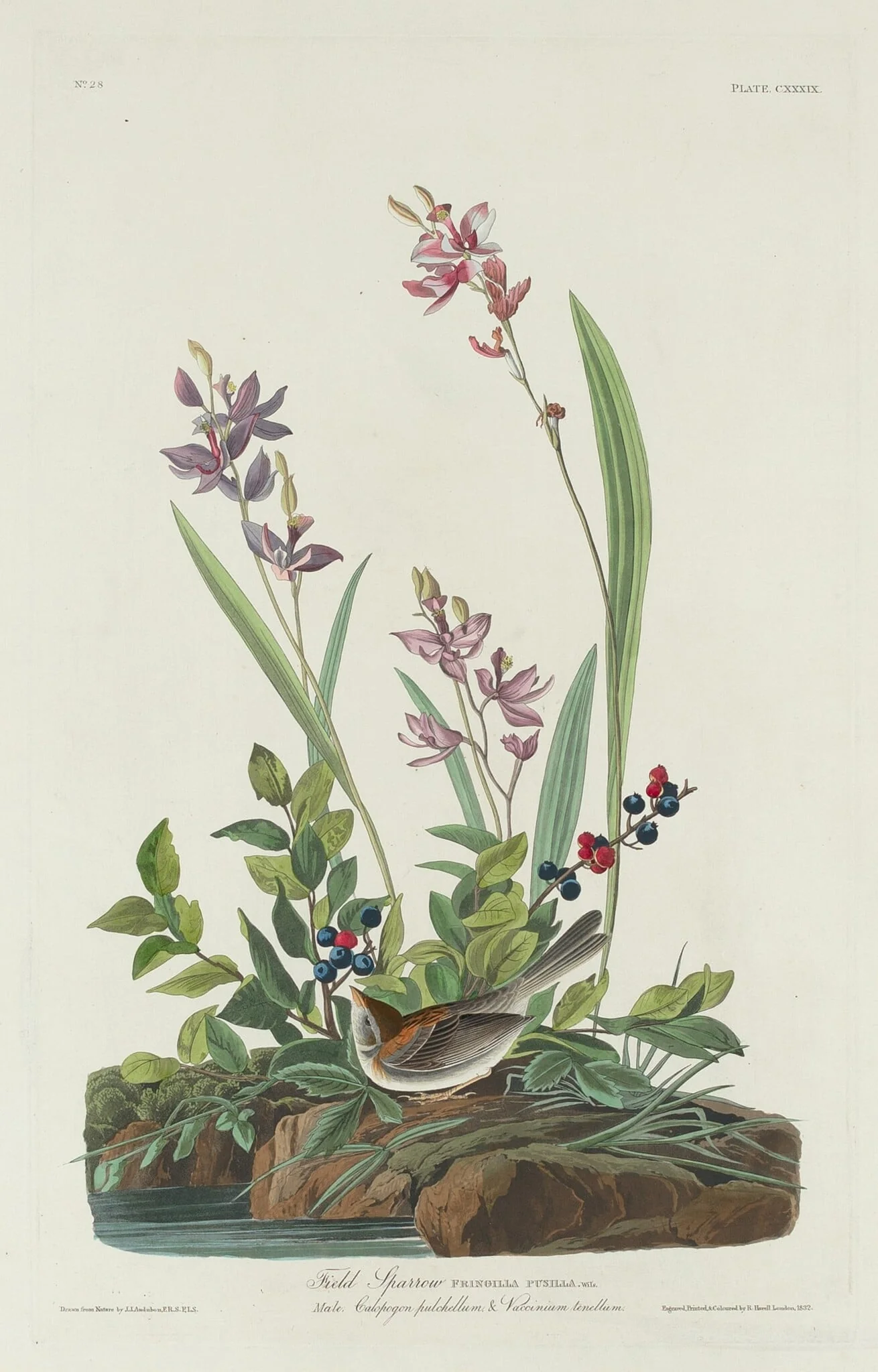 Field Sparrow, by Robert Havell Jr., ink, 1832