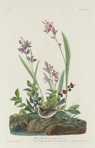 Field Sparrow