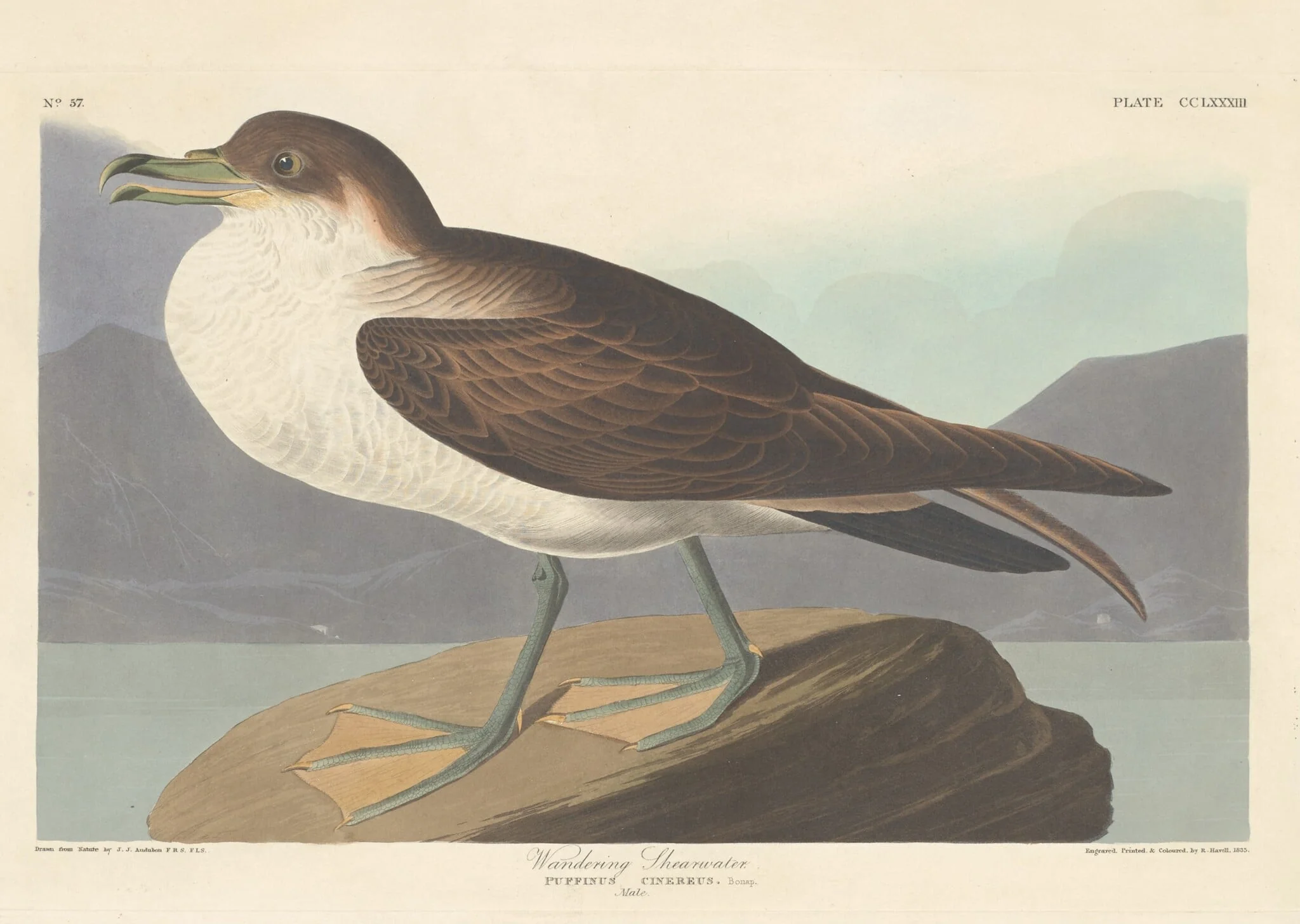 Wandering Shearwater, by Robert Havell Jr., ink, 1835