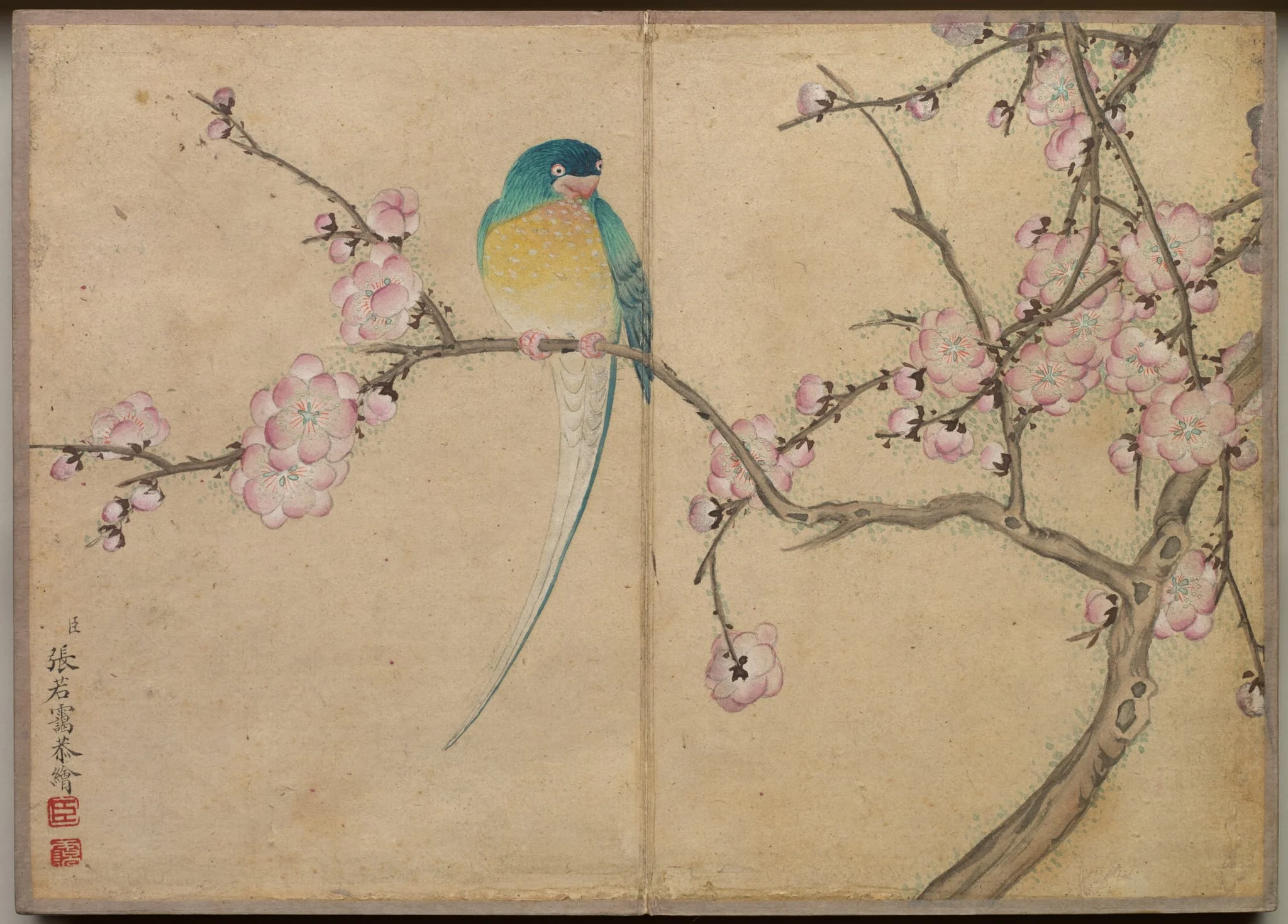 Desk Album: Flower and Bird Paintings (Bird with Plum Blossoms), by Zhang Ruoai, unspecified, 1704