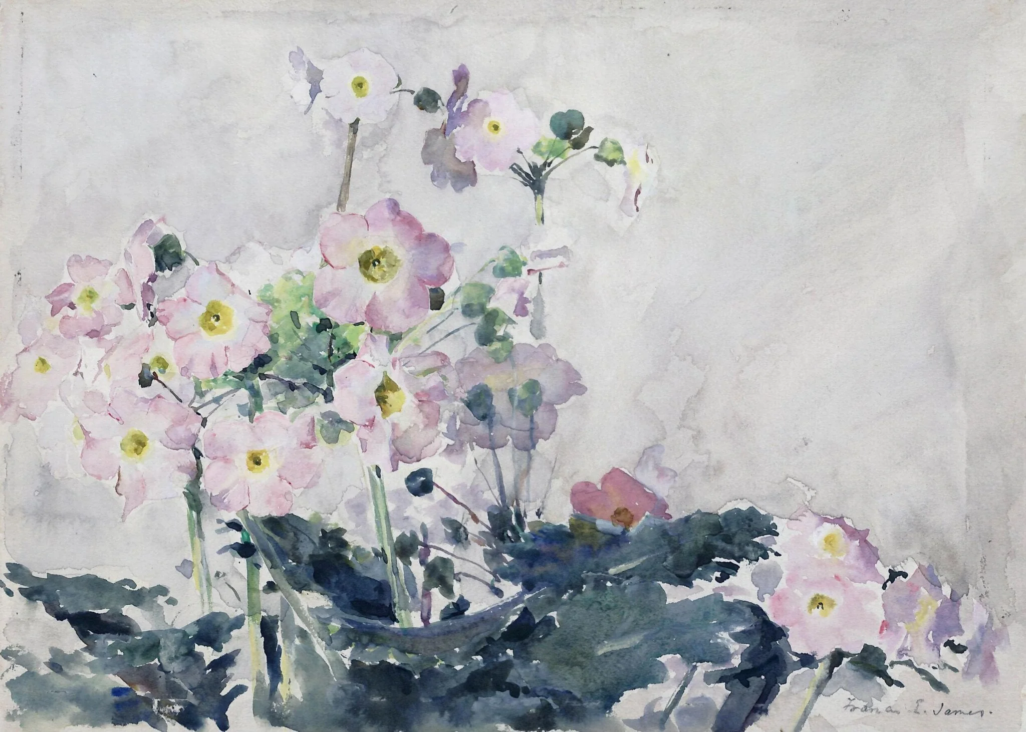Primulas