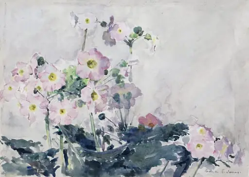 Primulas
