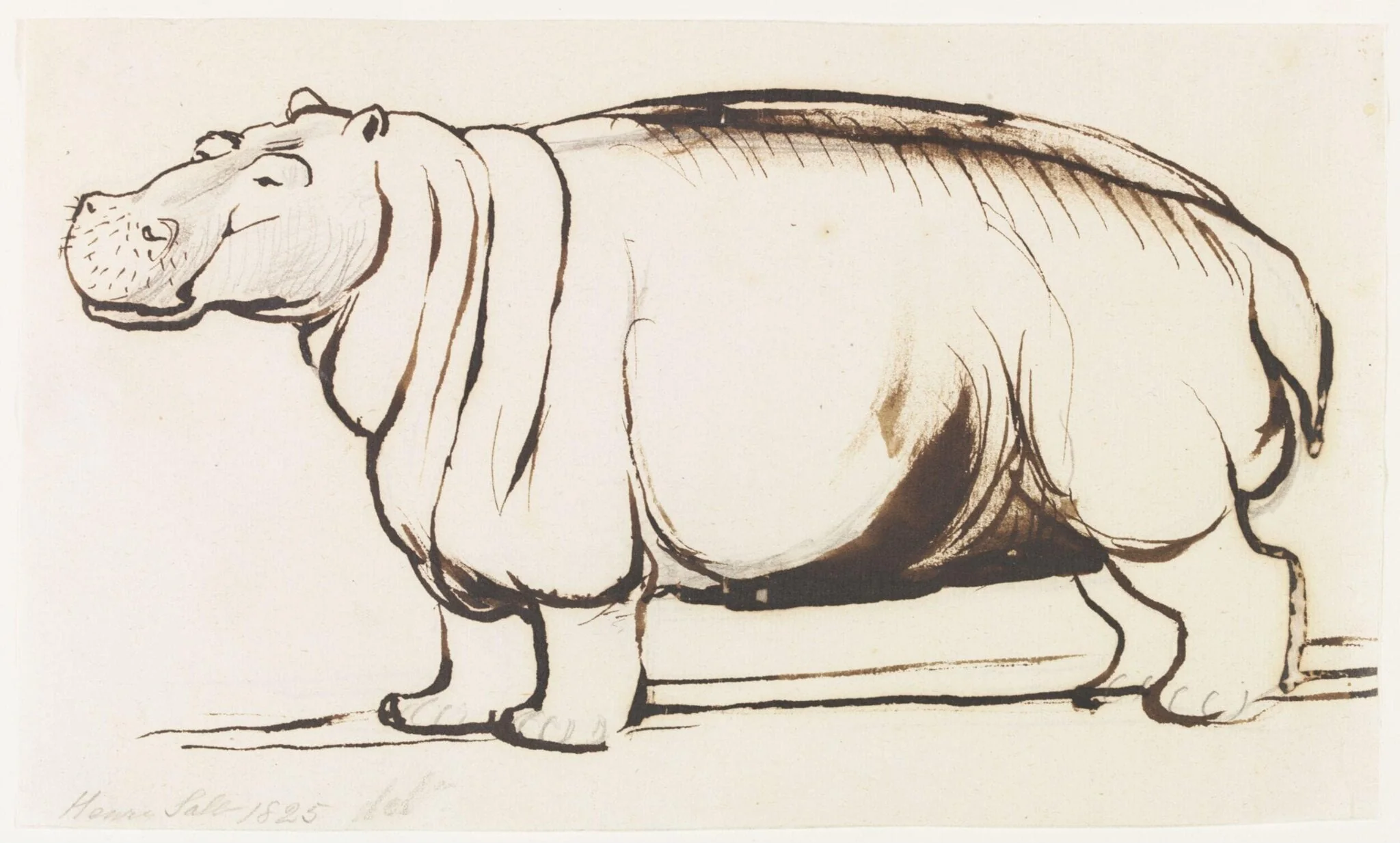 Study of a Hippopotamus, full length, by Henry Salt, 1825