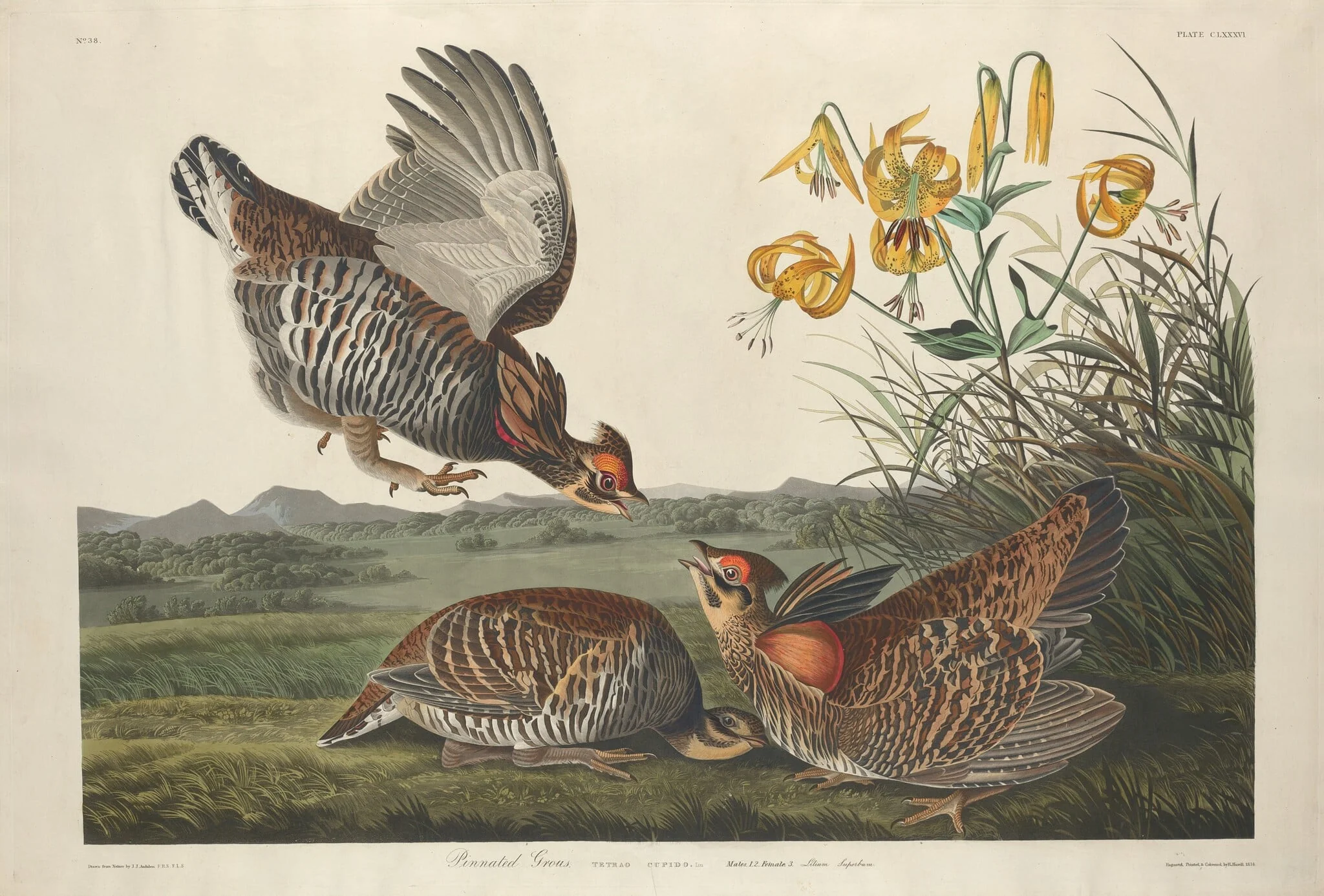 Pinnated Grous, by Robert Havell Jr., ink, 1834