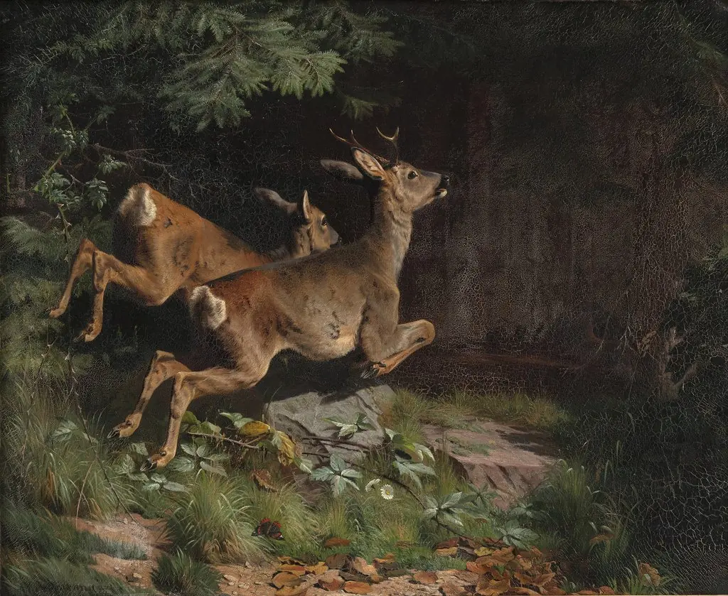 Rådyr