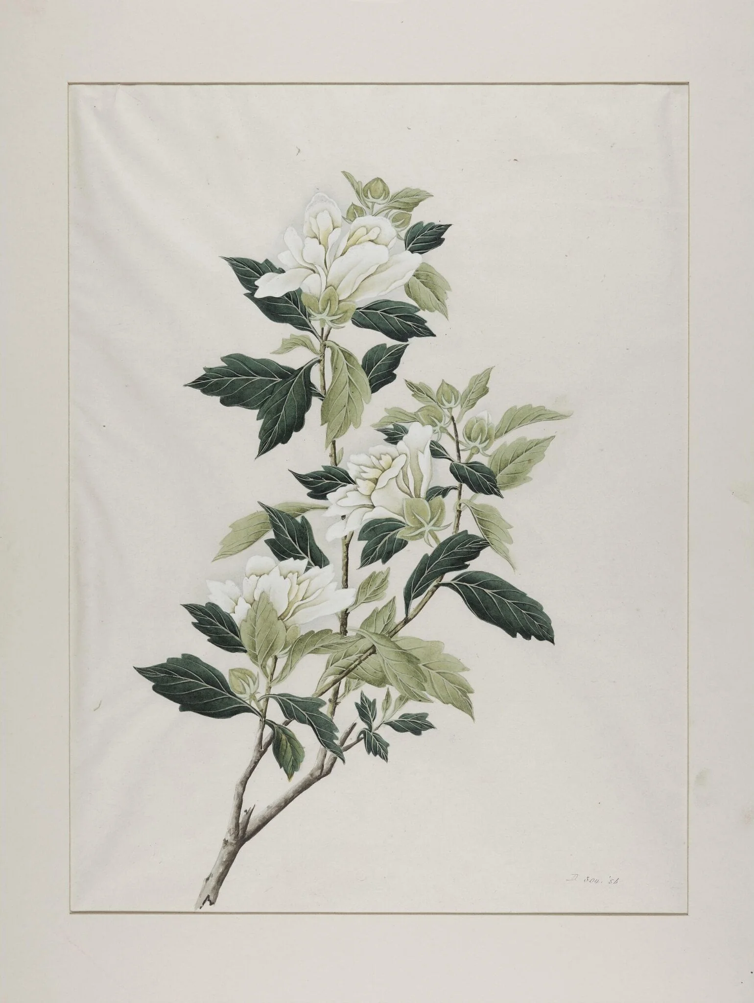 White hibiscus (hibiscus syriacus), mu jin, by Unknown, paint, 1800