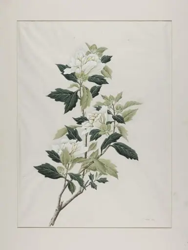 White hibiscus (hibiscus syriacus), mu jin