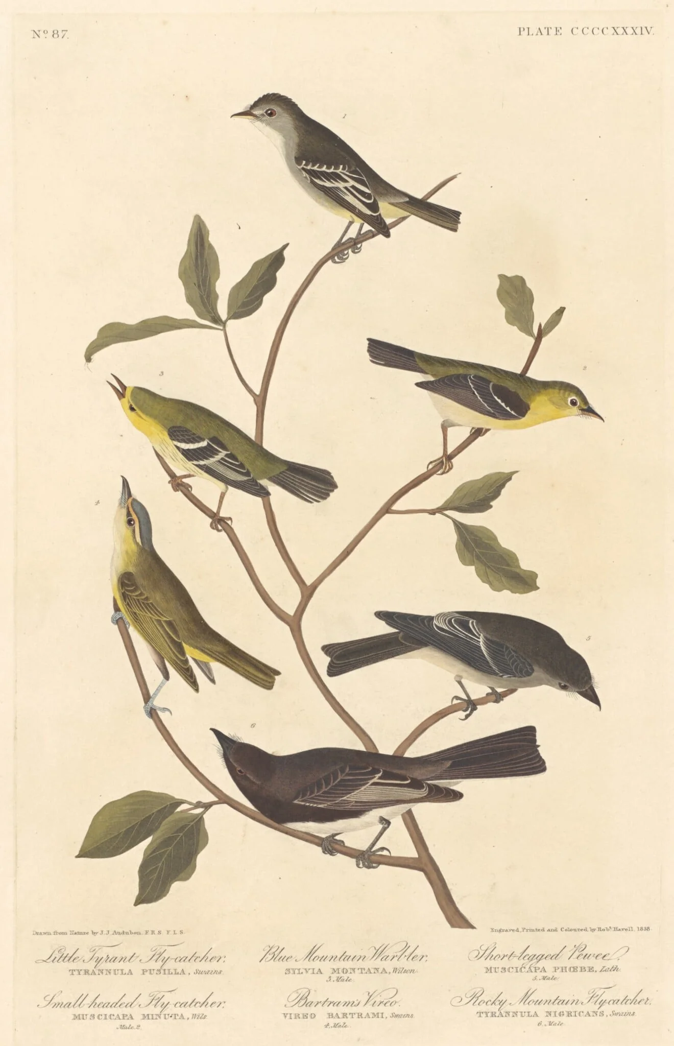 Little Tyrant Flycatcher, Small-Headed Flycatcher, Blue Mountain Warbler, Bartram's Vireo, Short-Legged Pewee, and Rocky Mountain Flycatcher