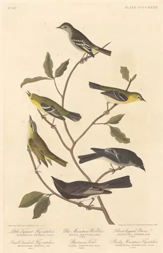 Little Tyrant Flycatcher, Small-Headed Flycatcher, Blue Mountain Warbler, Bartram's Vireo, Short-Legged Pewee, and Rocky Mountain Flycatcher