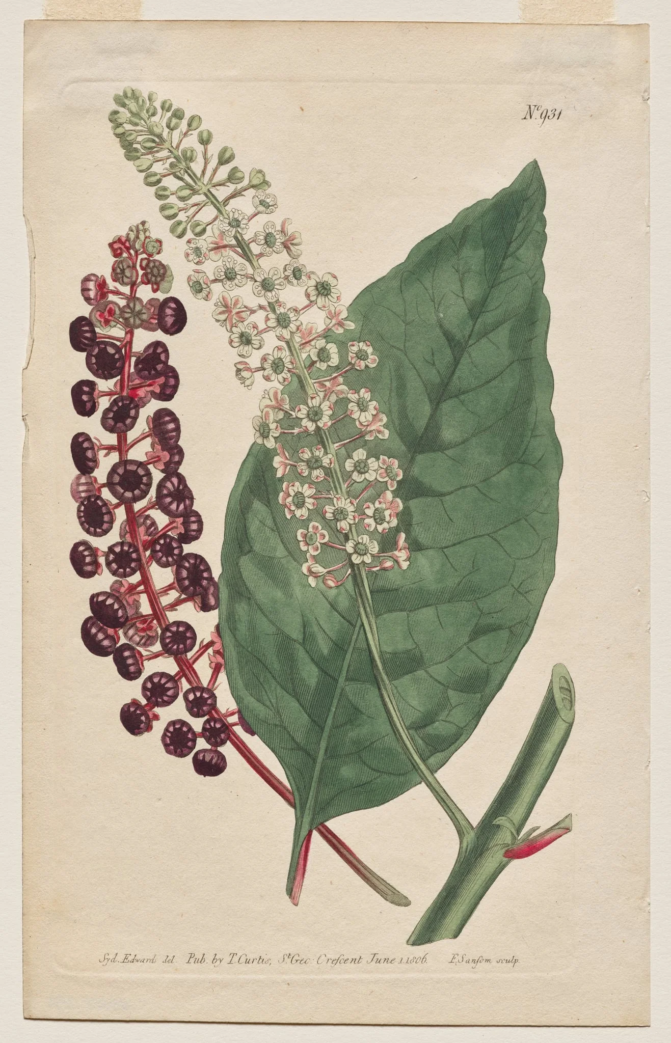 The Botanical Magazine or Flower Garden Displayed: Plate 931, Phytolacca Decandra. Virginian Poke. [Phytolaca Americana], by Francis Sansom, 1806