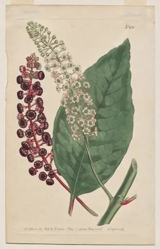The Botanical Magazine or Flower Garden Displayed: Plate 931, Phytolacca Decandra. Virginian Poke. [Phytolaca Americana]