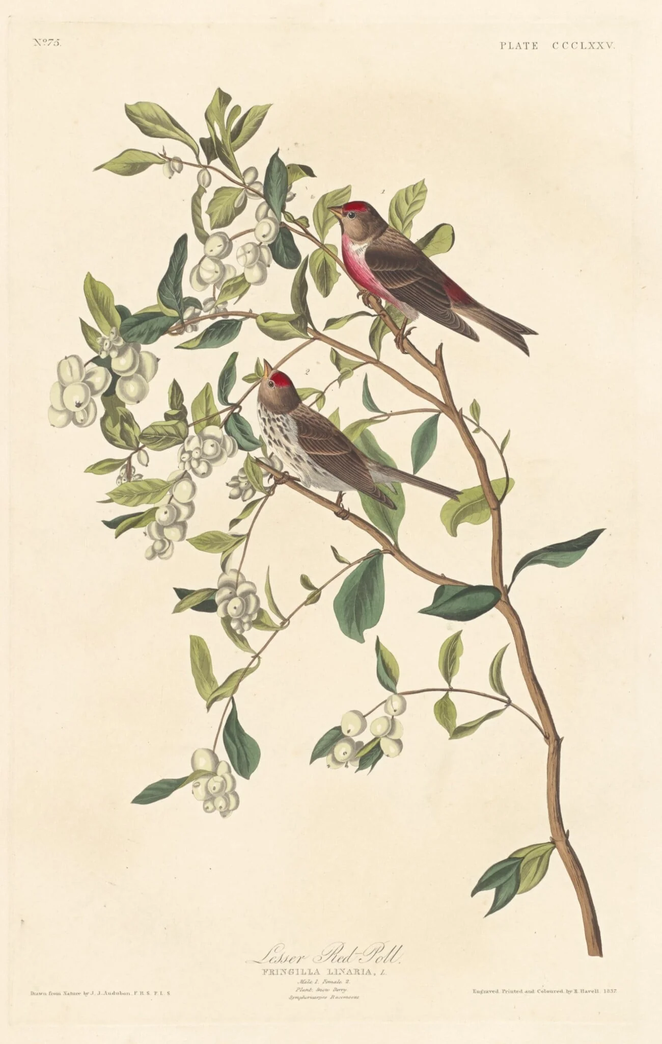 Lesser Red-poll, by Robert Havell Jr., ink, 1837