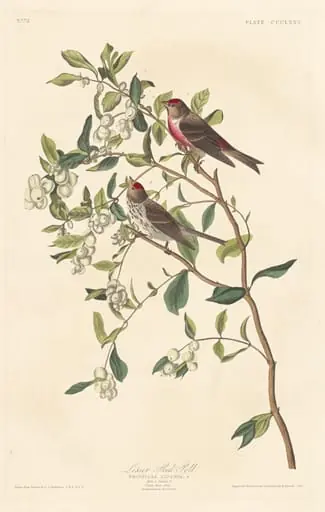 Lesser Red-poll