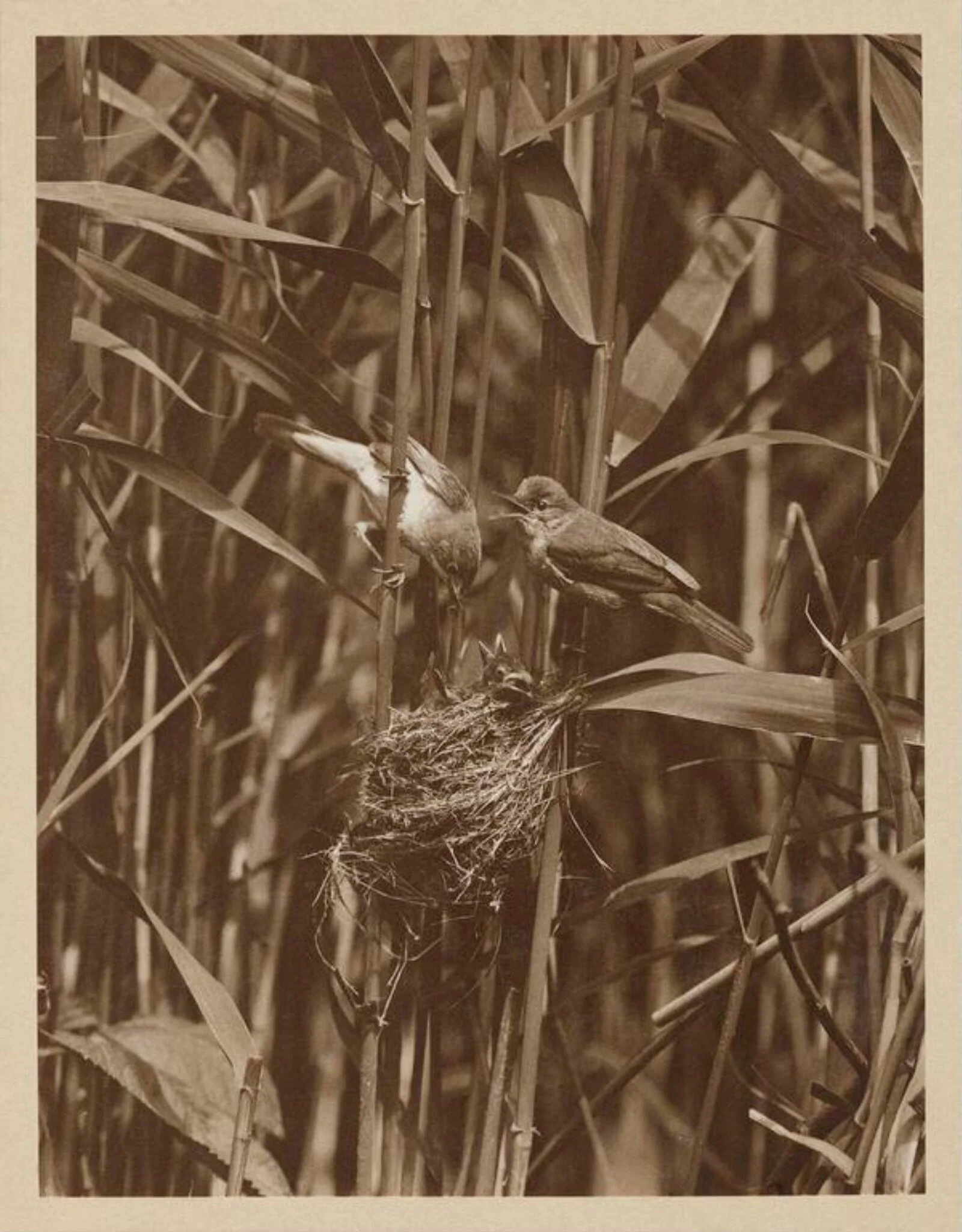 Pair of Reed Warblers