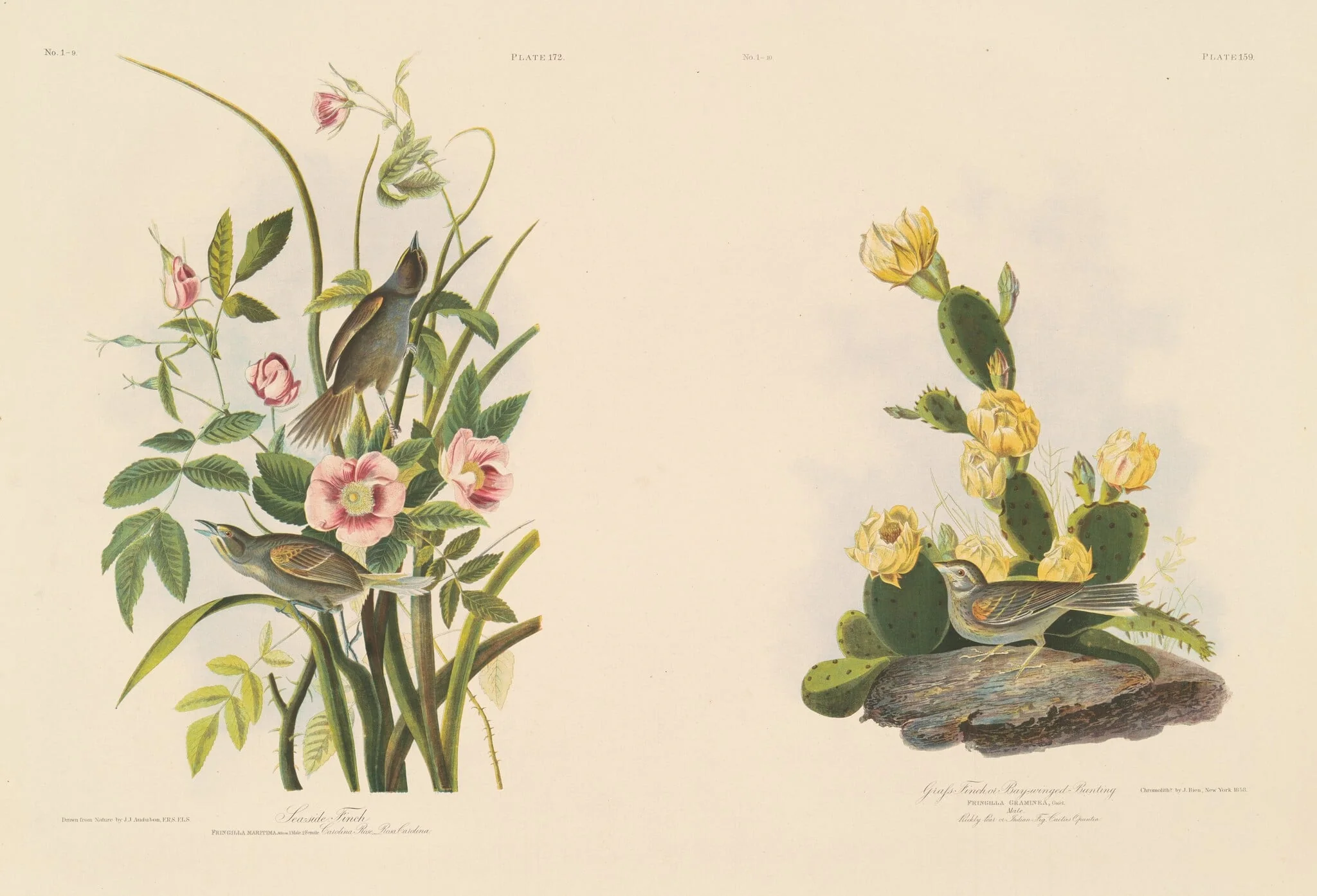 Seaside Finch; and Grafs Finch or Bay-Winged Bunting, by Julius Bien, ink, 1858