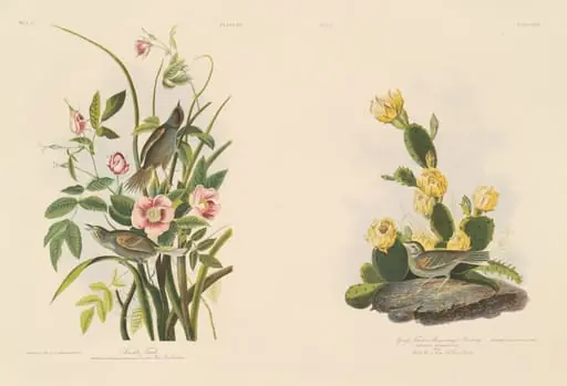 Seaside Finch; and Grafs Finch or Bay-Winged Bunting