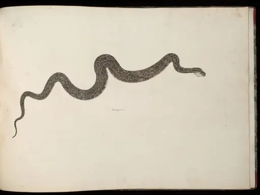 Snake