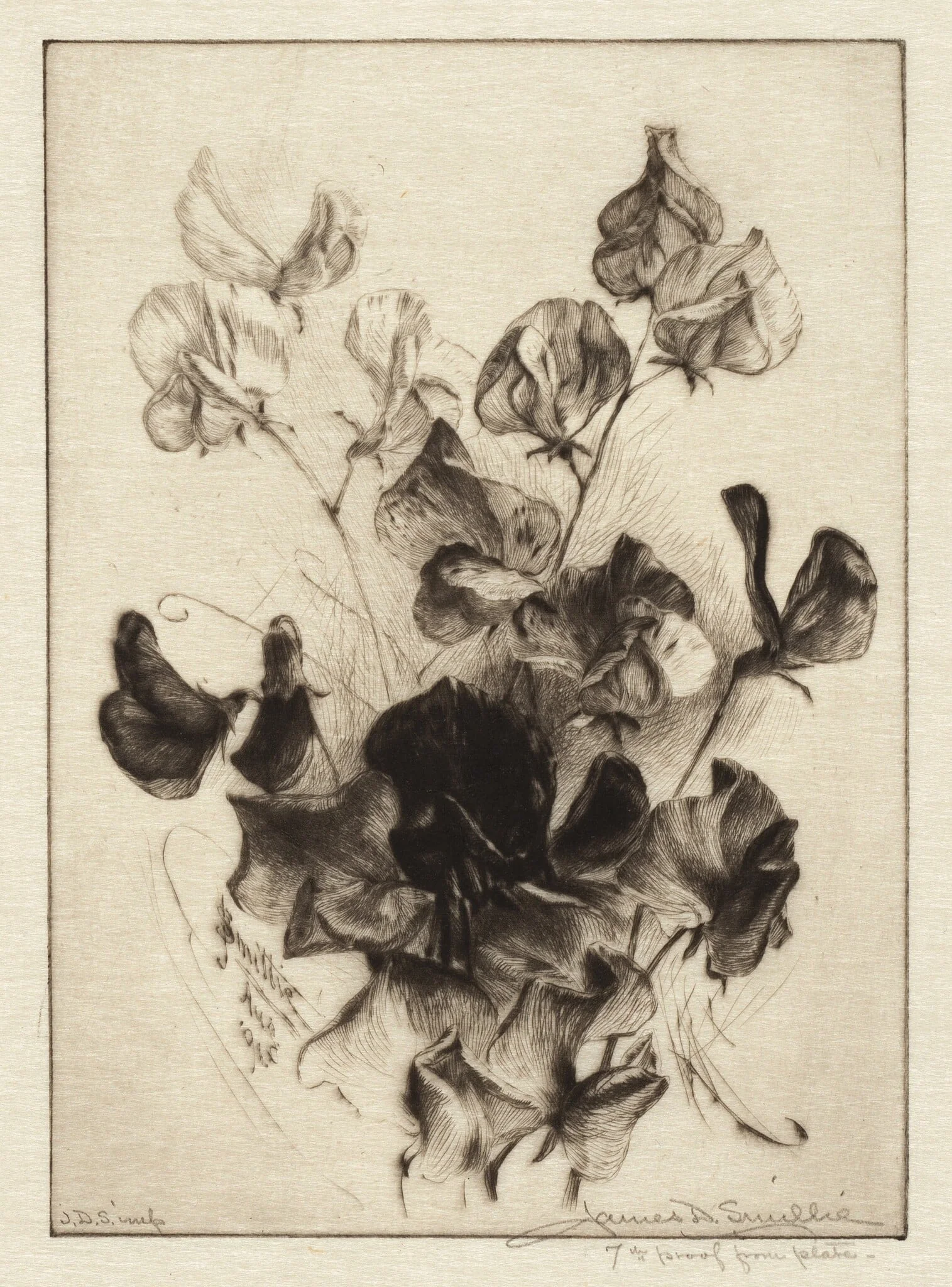 Sweet Peas, by James David Smillie, ink, 1891