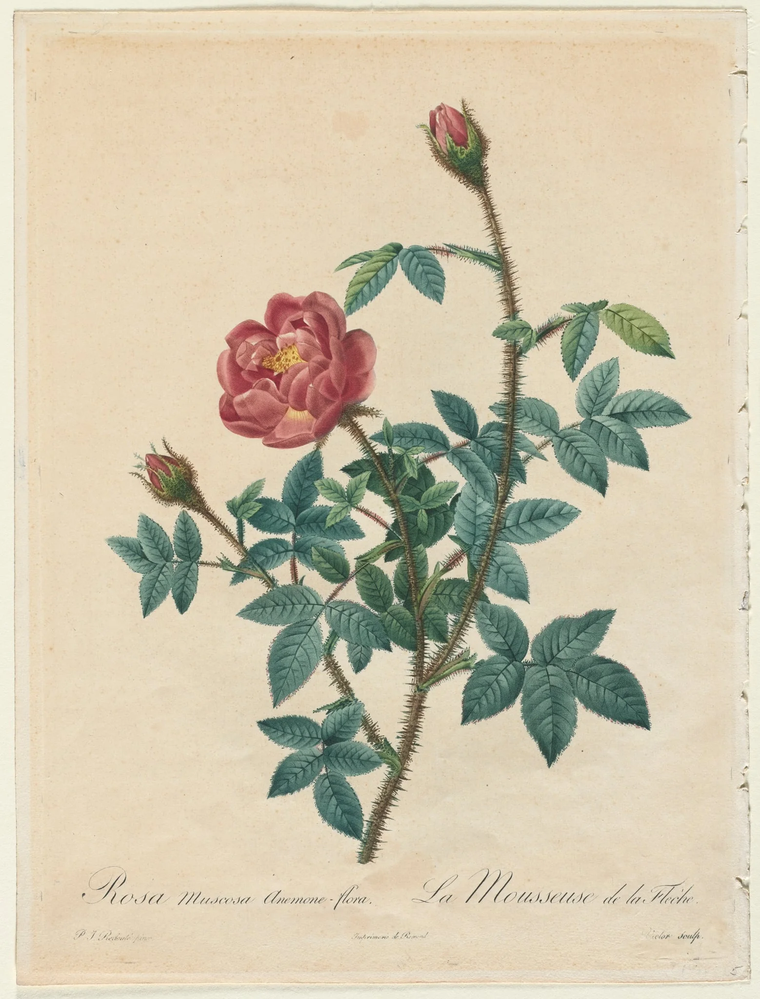 Moss Rose