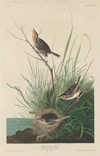 Sharp-Tailed Finch