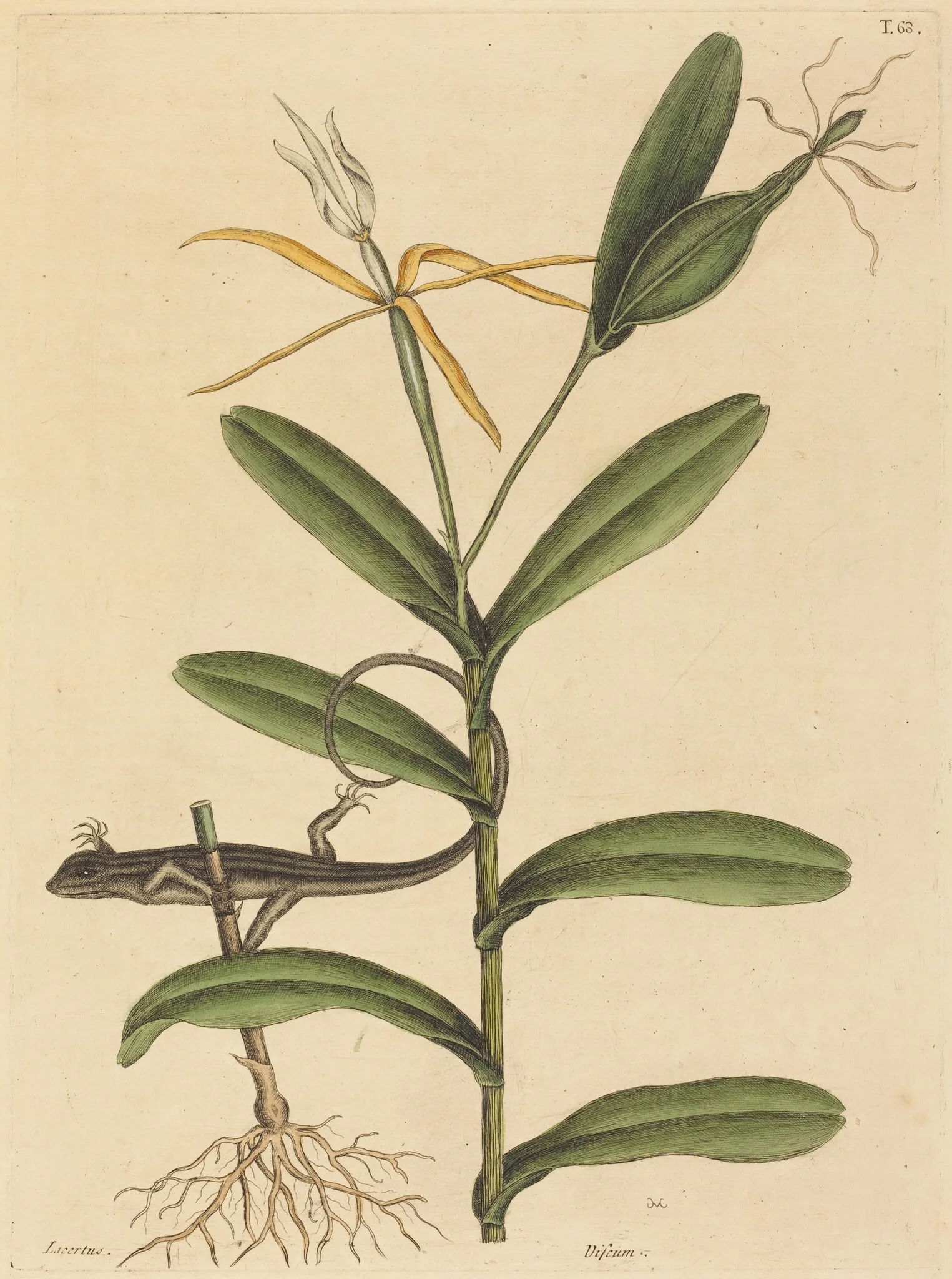 The Lyon Lizard (Lacerta 6-lineata), by Mark Catesby, ink, 1737