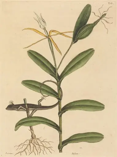 The Lyon Lizard (Lacerta 6-lineata)