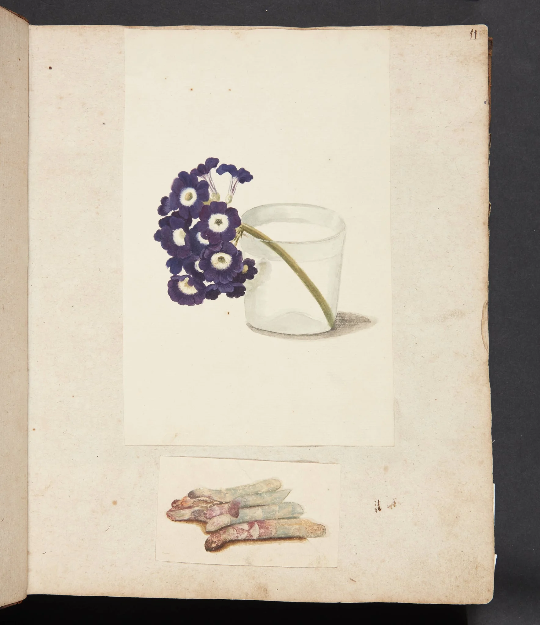 Studie af blomst i glas med vand og hvide asparges, by Unknown, unspecified, 1750