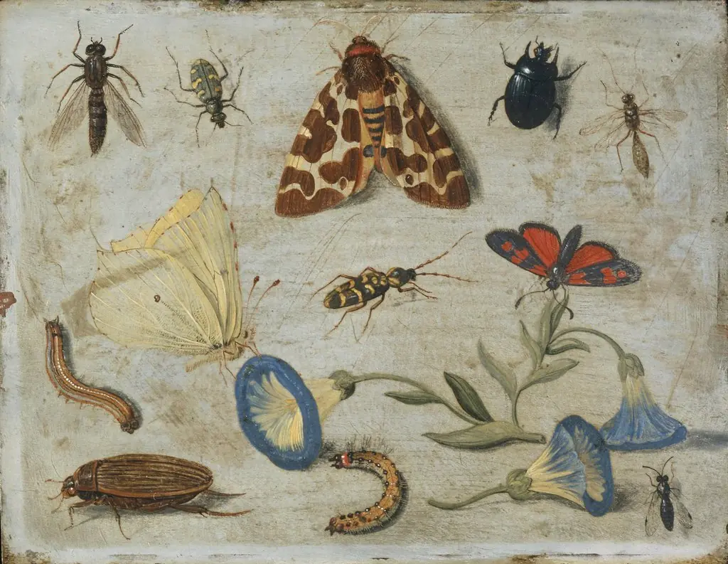 Insects
