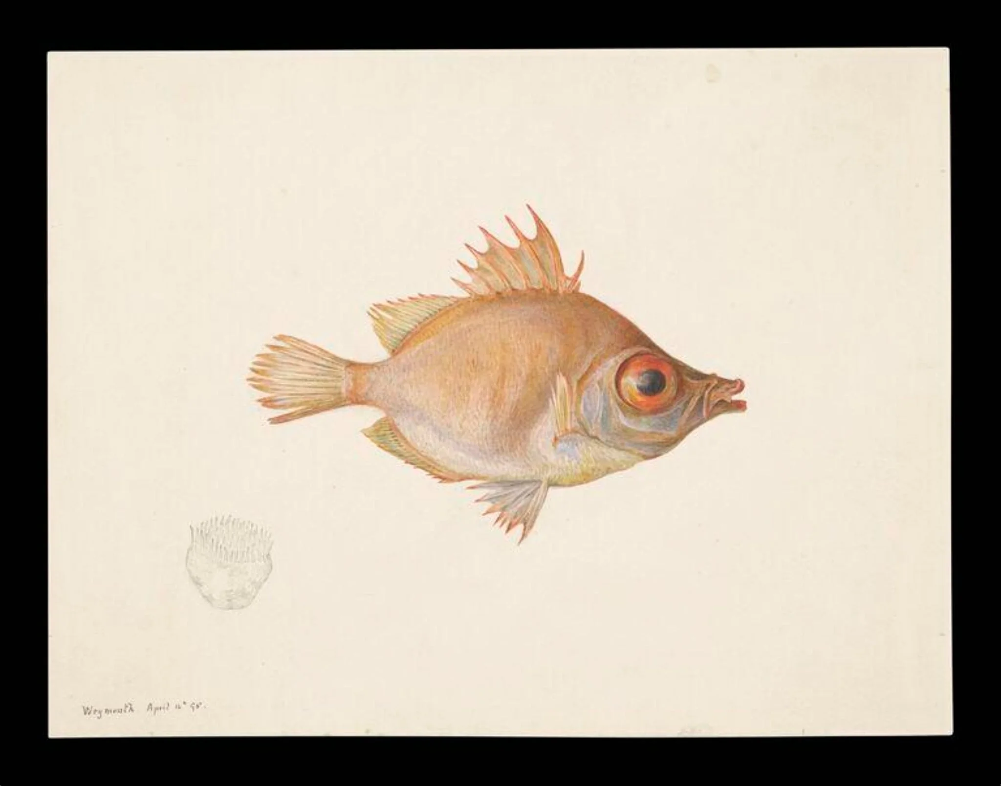 Boar fish, by Beatrix Potter, watercolor, 9