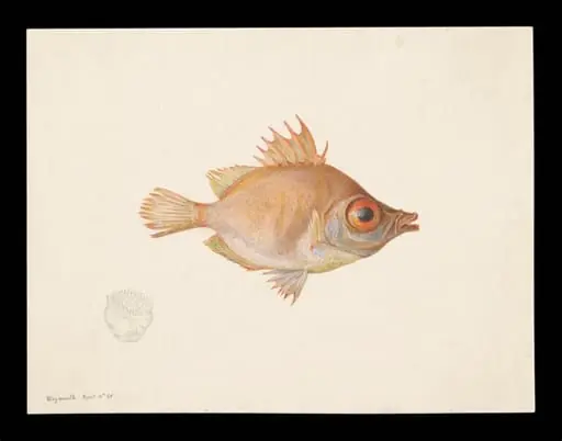 Boar fish