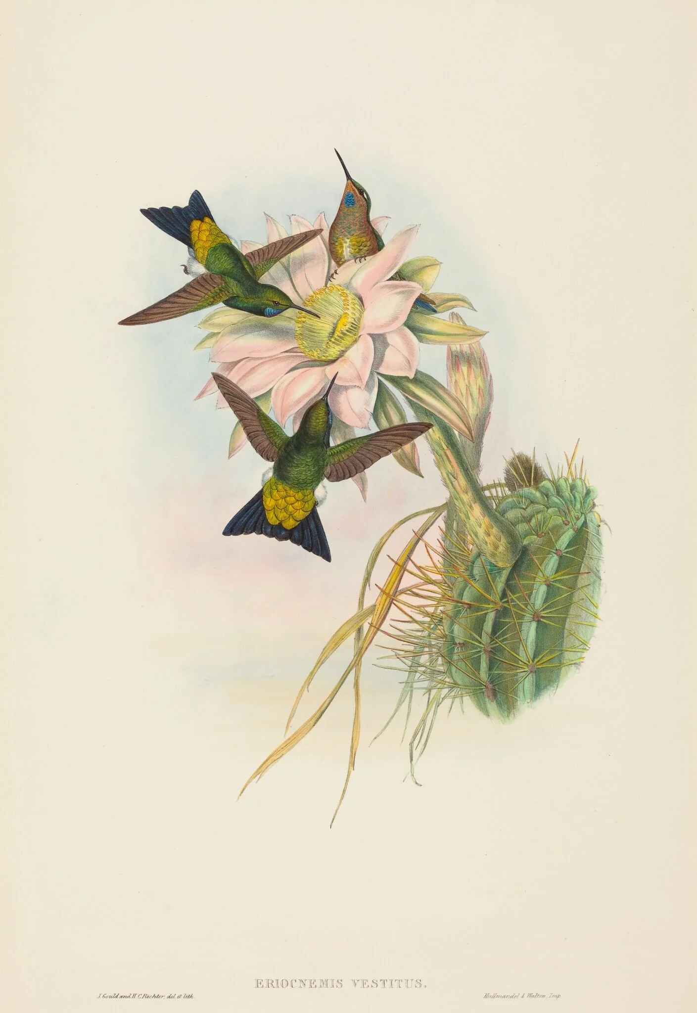 Eriocnemis vestitus (Glowing Puff-Leg), by John Gould, ink, 1842