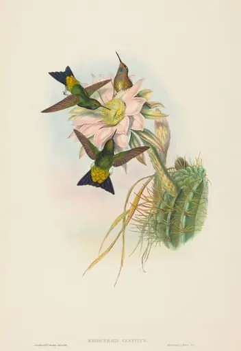 Eriocnemis vestitus (Glowing Puff-Leg)